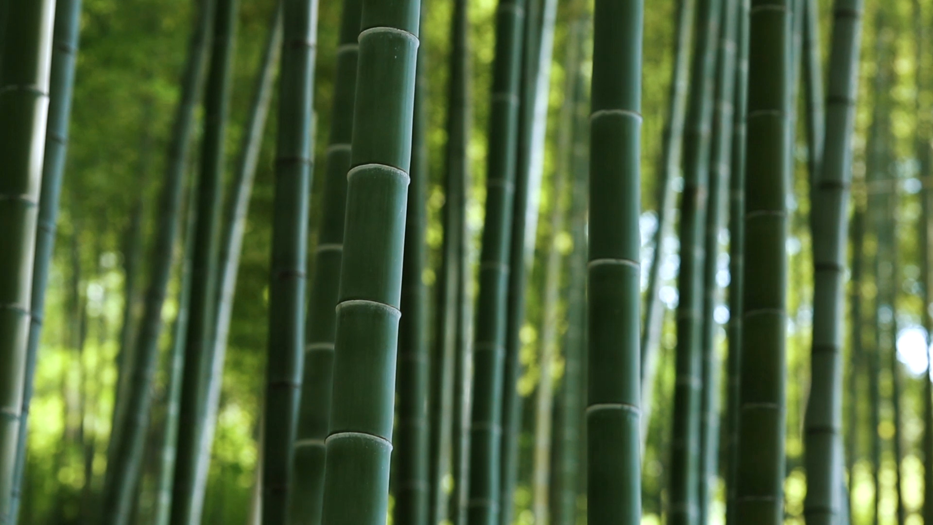 Chemical properties of bamboo materials (1)