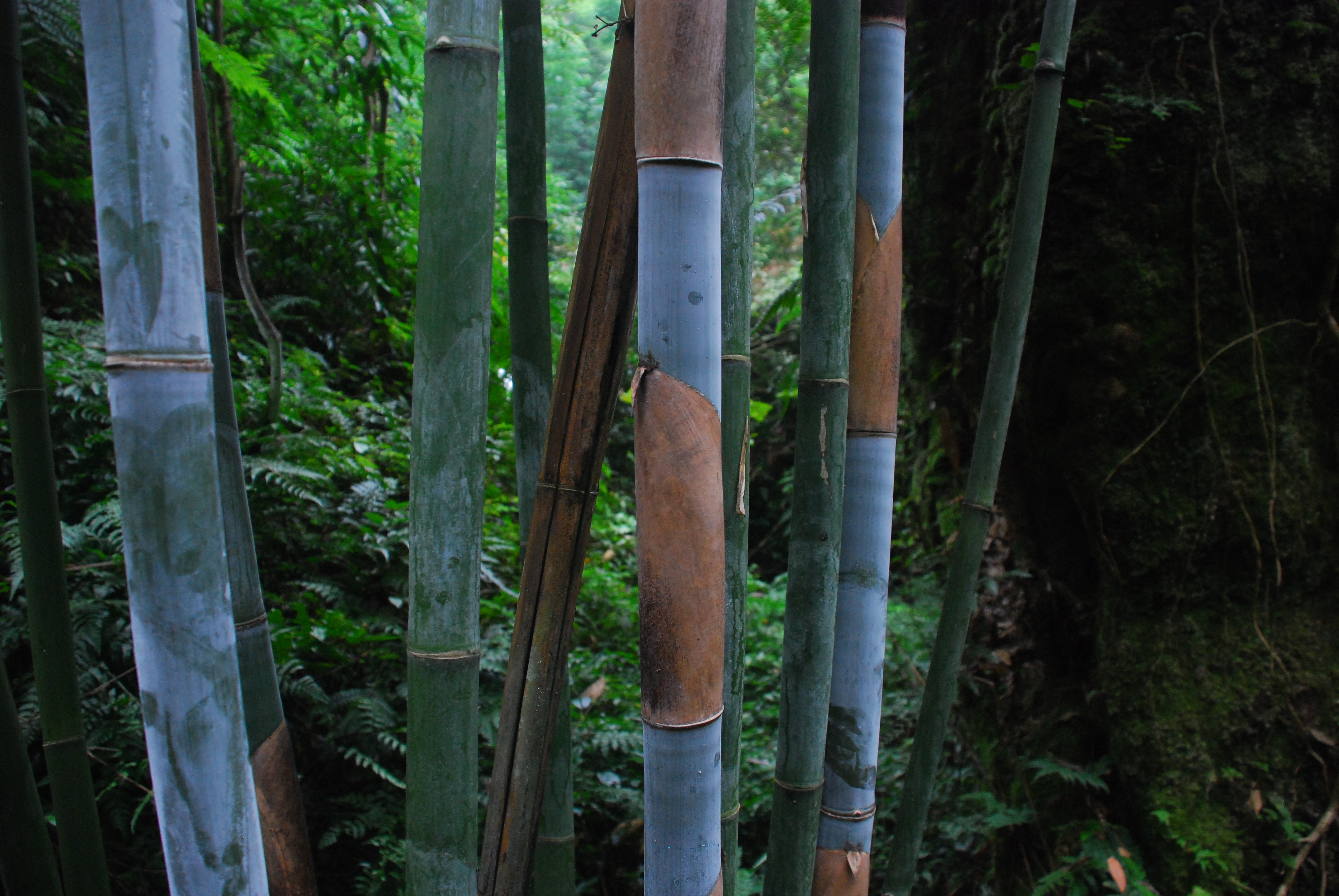 Chemical properties of bamboo materials (2)